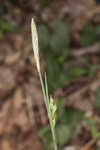 Radford's sedge